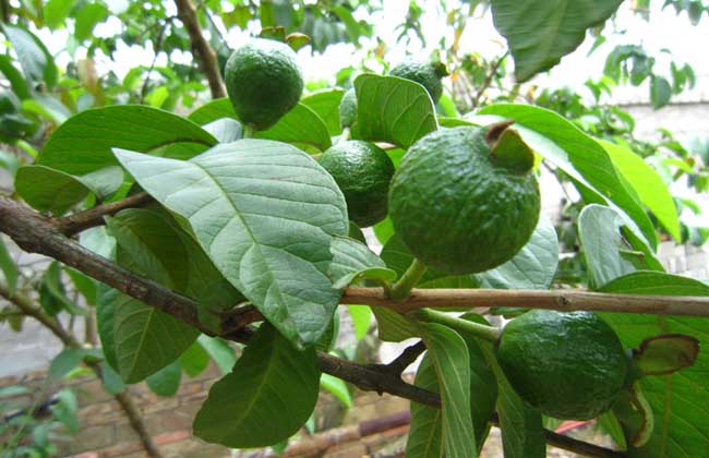 10种果子图片大全,100种果子介绍