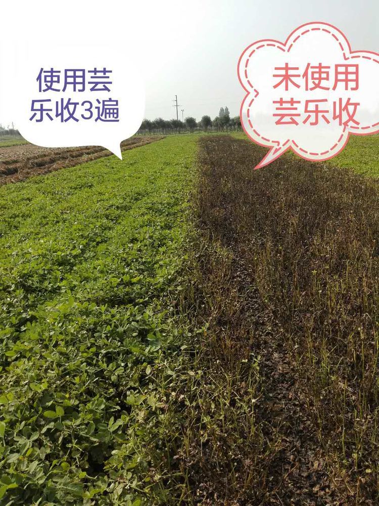 河南暴雨后花生田,河南暴雨造成田地被淹的图片