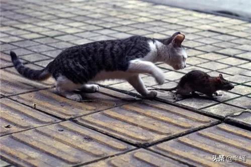 猫抓到老鼠不吃是什么原因,为什么猫抓到老鼠不立刻吃掉呢