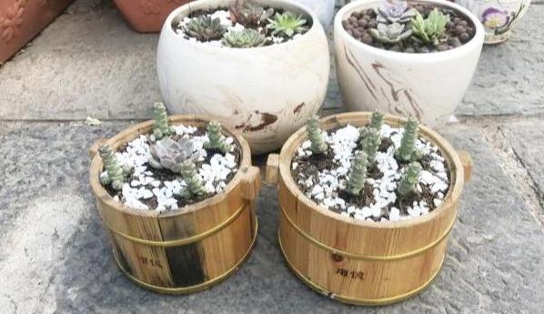 花盆改造多肉花盆,罐子多肉花盆改造