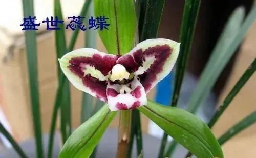 中国兰花的鉴赏标准,中国兰花特征介绍