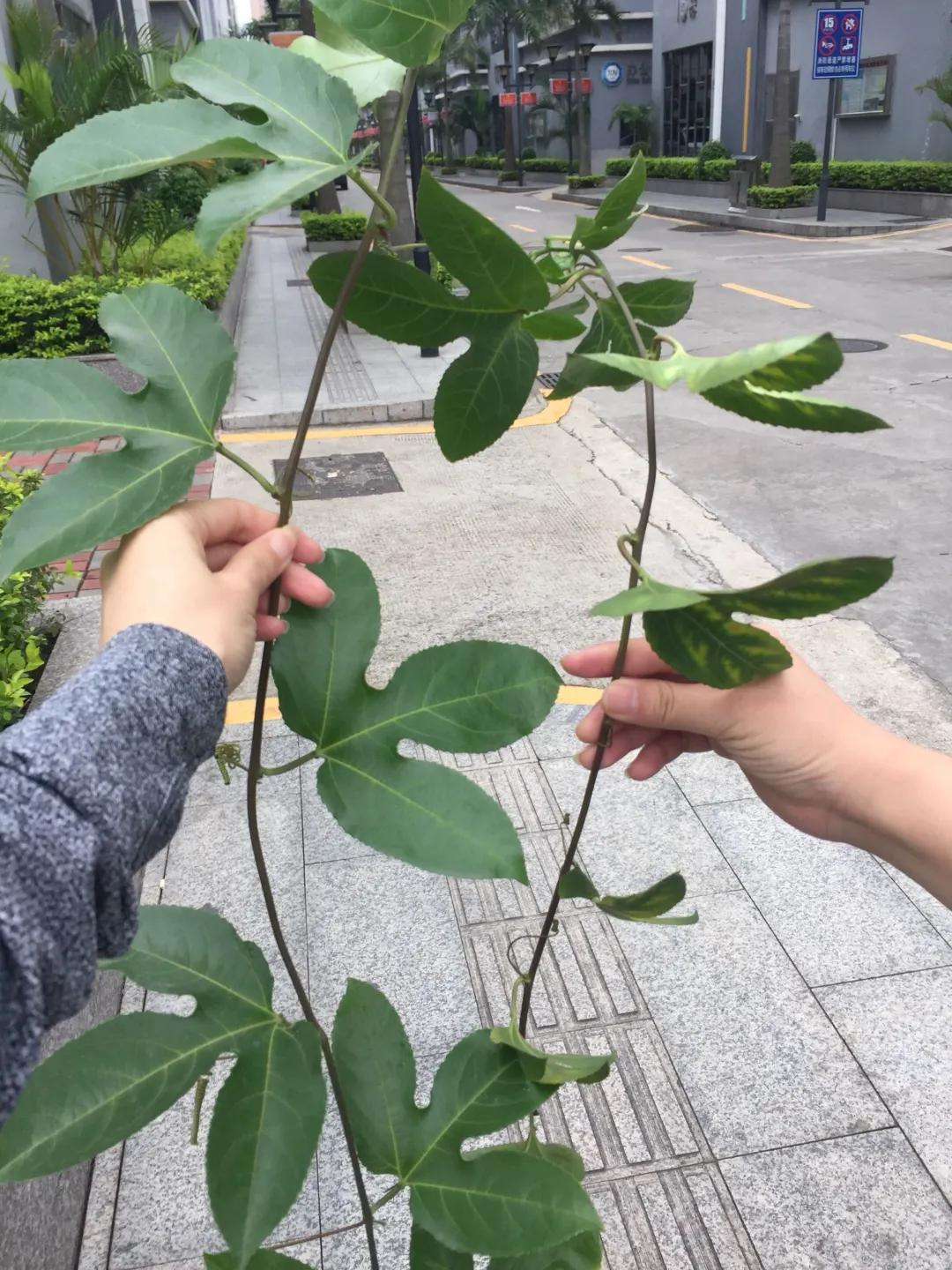 一根枝插土里就能成活的果树,大树枝直接插土里能活吗