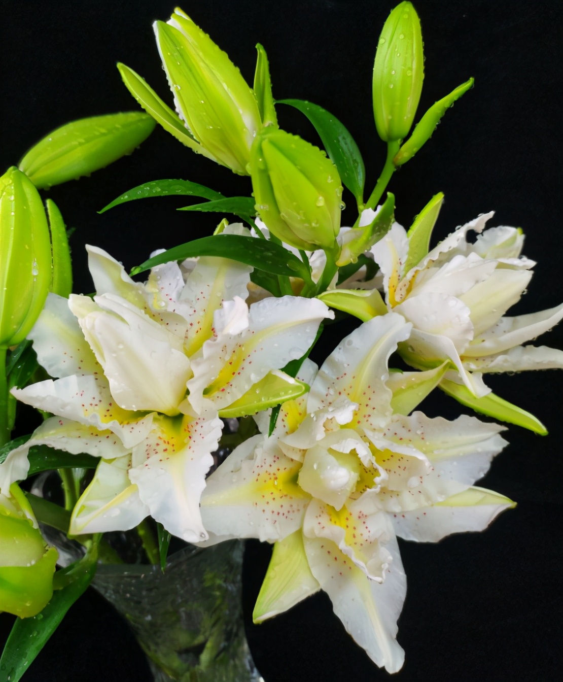 百合花种植的方法和注意事项,种植百合花的知识你知道多少