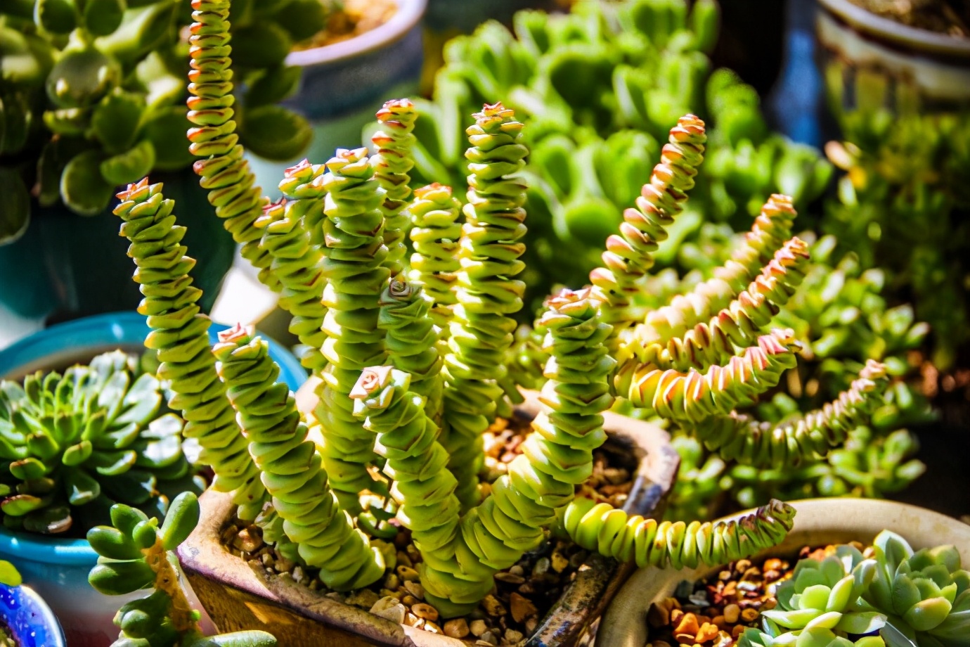 7种招财花春天爆芽,春节养6种招财花