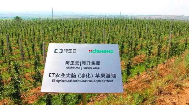 马云谈养猪的最新信息,马云为啥关注农业行业