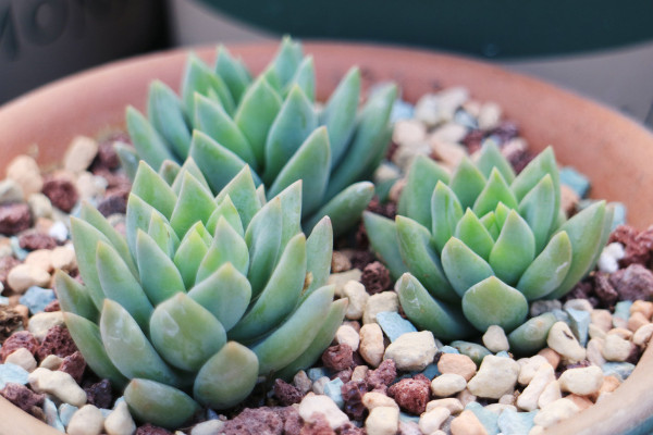 多肉千佛手叶片发蔫？这4种情况都有可能导致，看看如何解决！