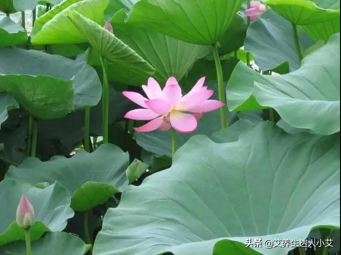 艾灸时间久了会上火吗,夏天艾灸会上火吗