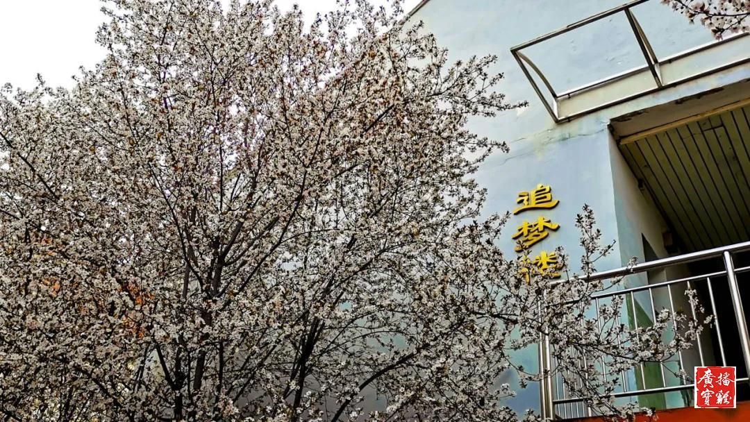 春天里的校园美景,春天里的校园很美