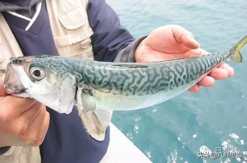 鲭鱼｜虽生犹死的那种境界……