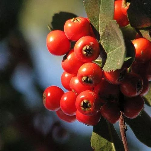 全部金木水火土五行五系植物介绍,五种植物代表五行
