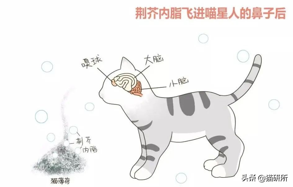 当猫咪第一次吸猫薄荷,猫咪会对薄荷过敏吗