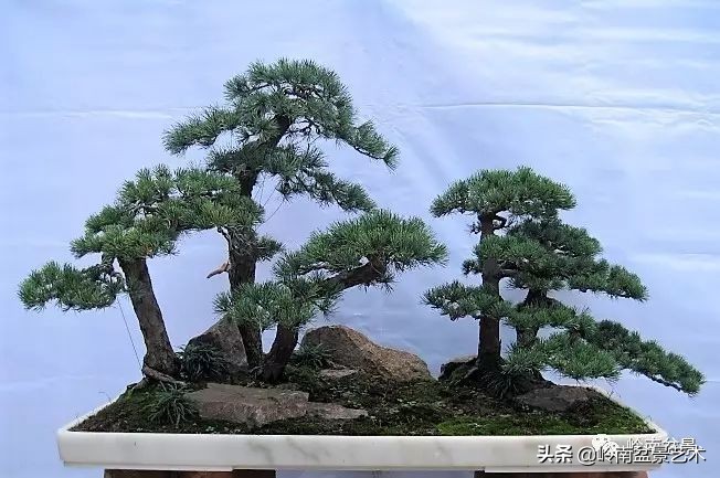 松树在水旱丛林盆景创作中的运用 (松树丛林盆景经典之作)