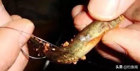 为啥泥鳅钓鱼是违法的呀,为啥泥鳅钓鱼厉害
