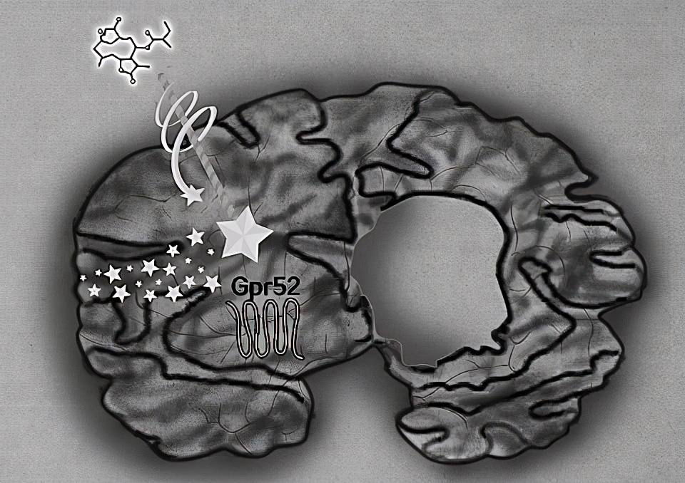 亨廷顿氏舞蹈症诊断方法,亨廷顿氏舞蹈症最新研究成果