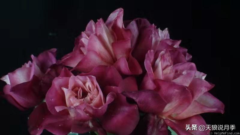 怦然心动的万人迷月季,原来从它而来(终篇)