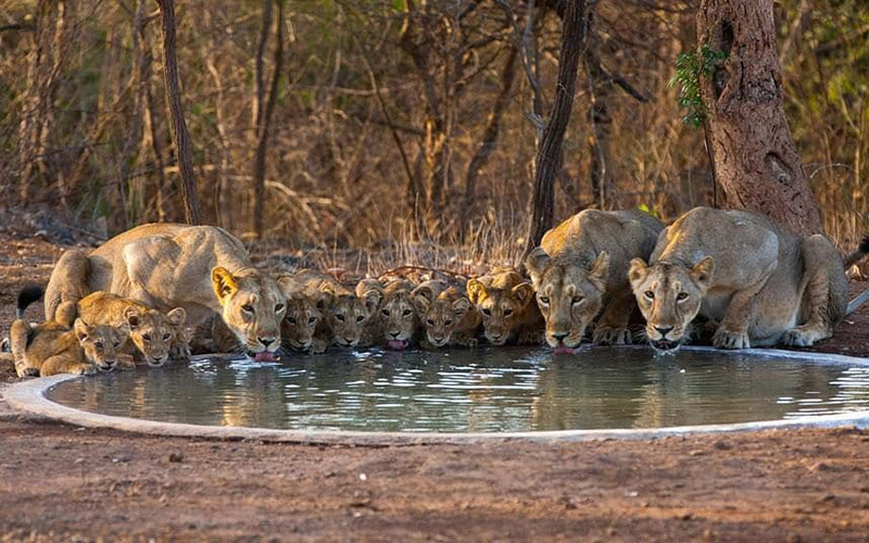 狮子能吃掉老虎和豹子吗,古人认为狮子能吃老虎吗