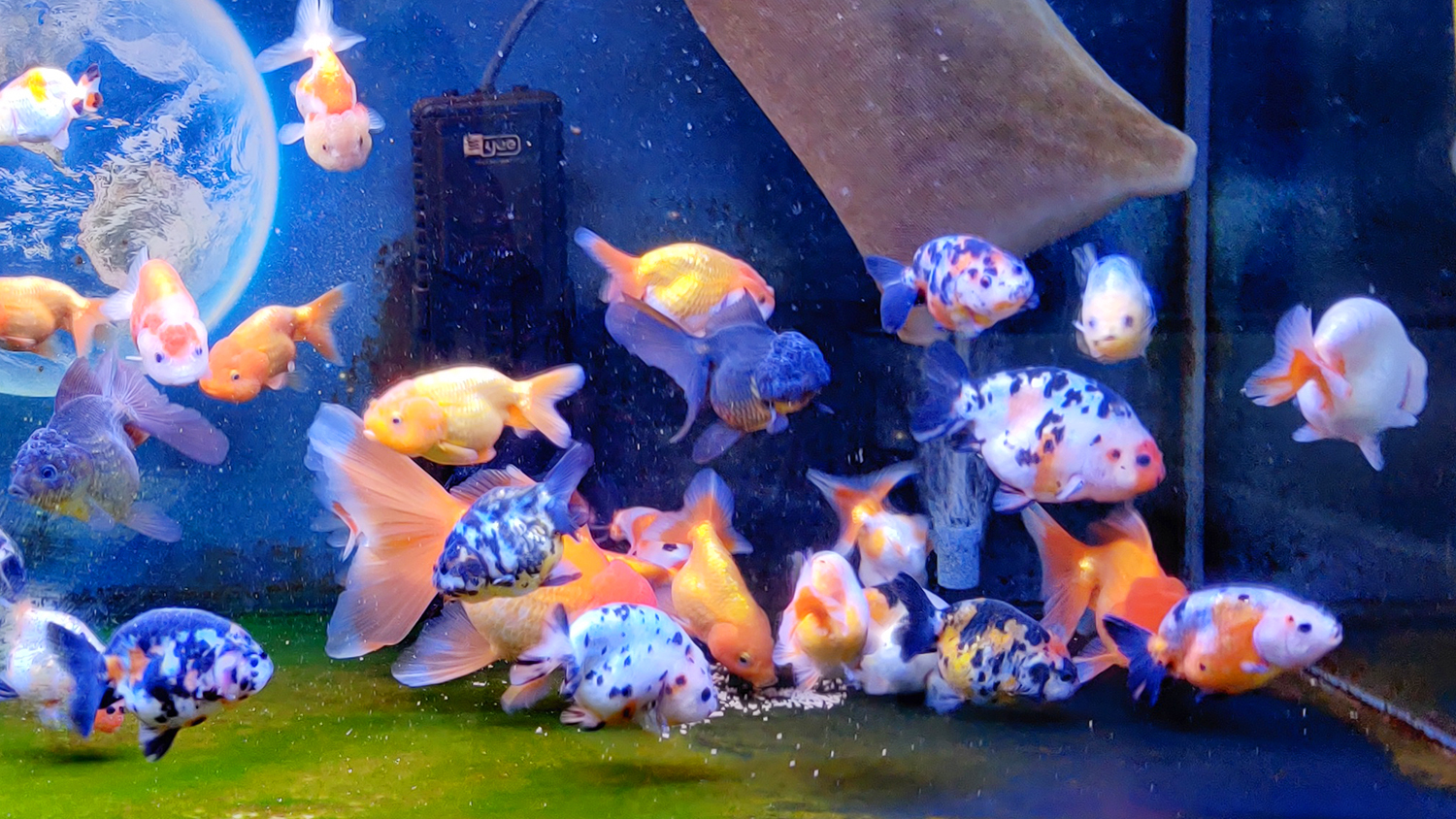 兰寿金鱼自然过冬好还是加温好,兰寿金鱼怎么过冬