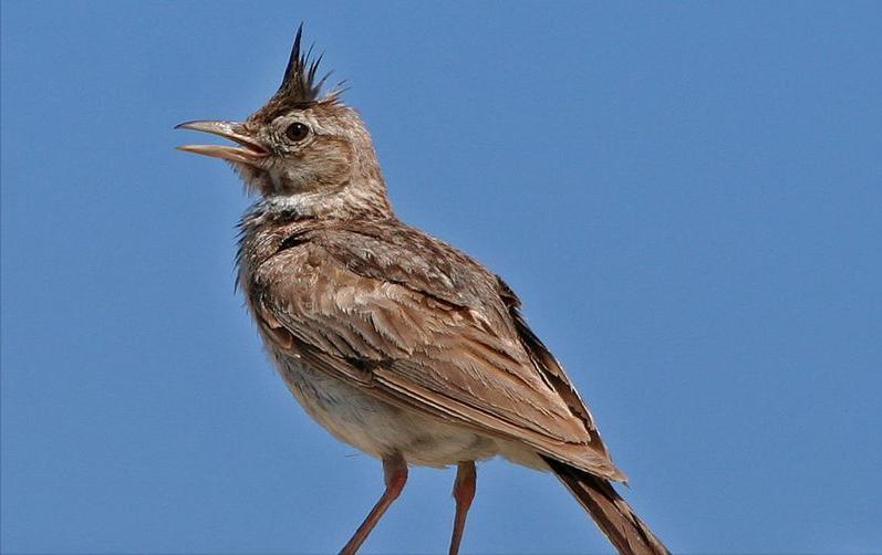 东江揽胜,惠州淡水常见鸟类图谱