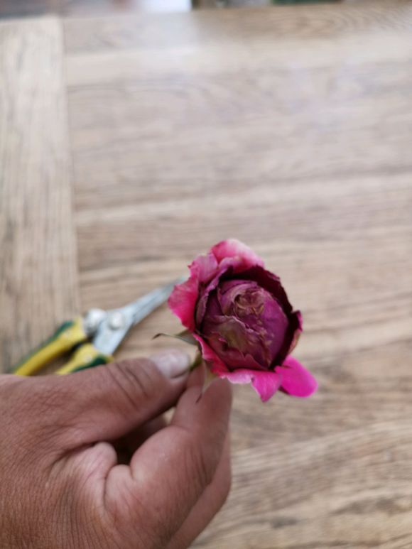 龙沙宝石红龙藤本月季,大红龙藤状月季一年开几次花