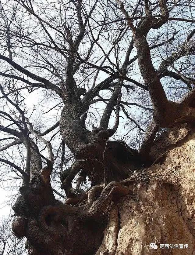 十年树木百年树人植树节演讲稿,十年树木百年树人植树节作文