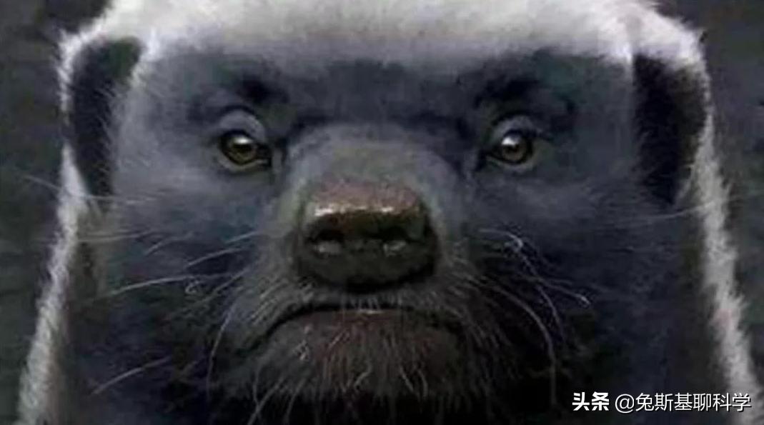 最无所畏惧的动物，非洲平头哥蜜獾遇上科莫多龙，谁更厉害？