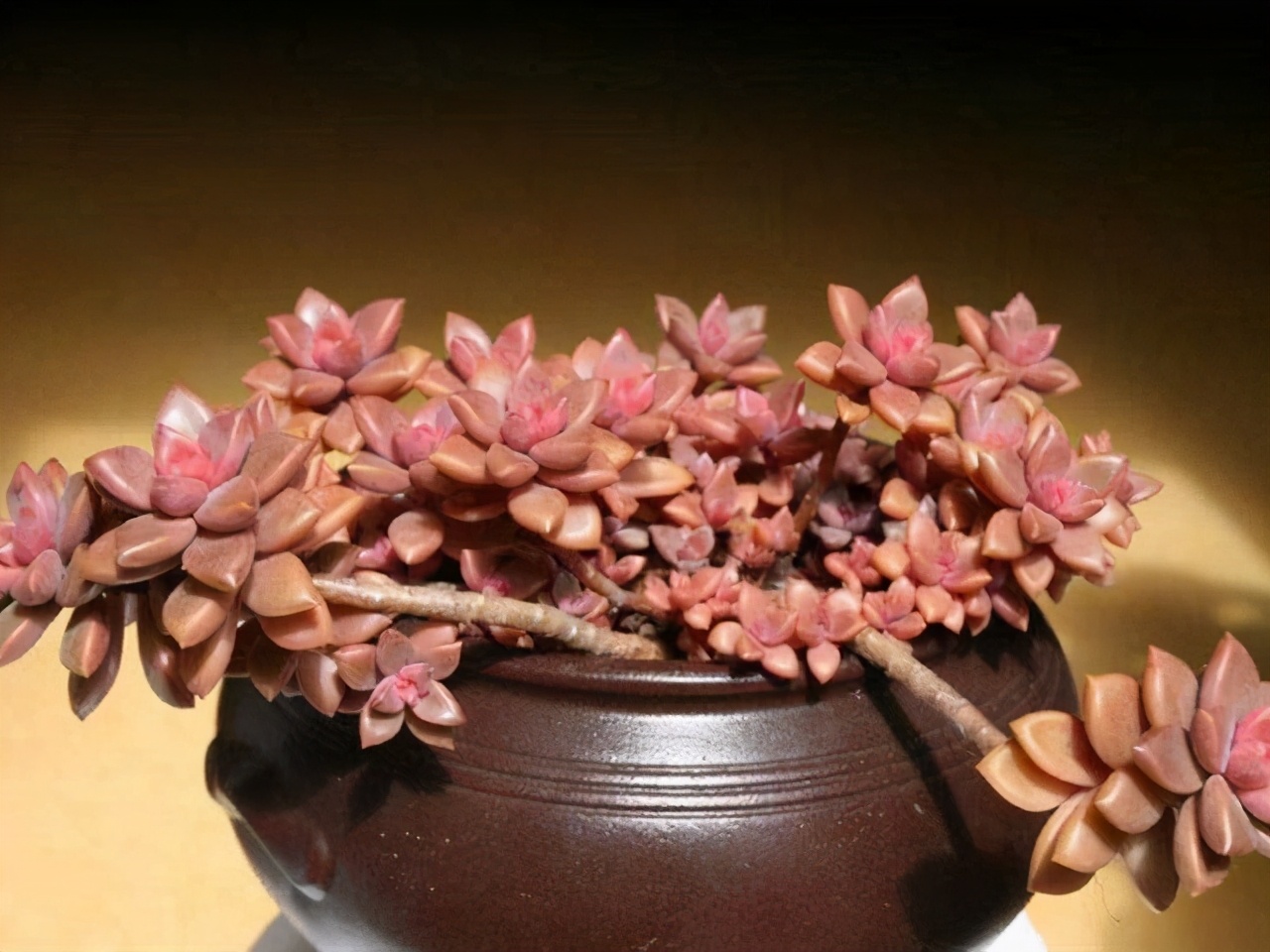 10种多肉天生爱徒长,不能“宠”着养,虐一虐才漂亮