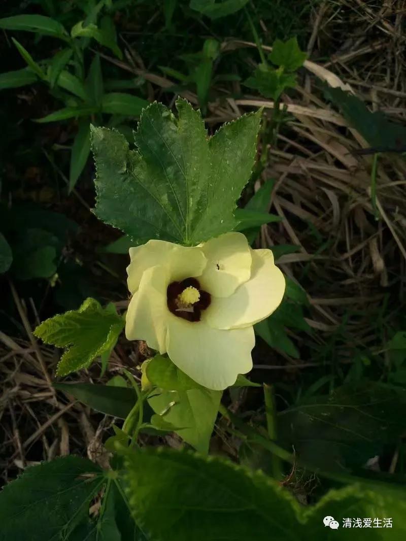 秋葵的种植技巧,水果秋葵的种植