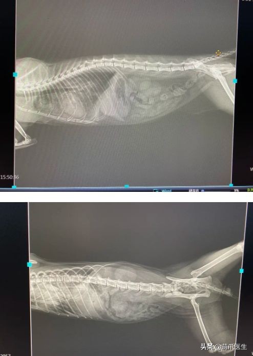 go猫粮吃了会黑下巴吗,go猫粮吃了拉黄水