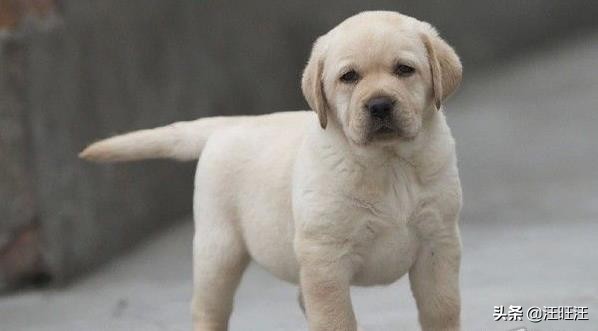 神犬小七拍摄为什么选择拉布拉多,神犬小七拉布拉多适合儿童饲养