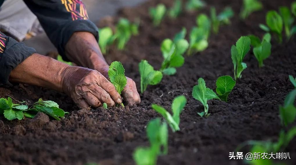 给土壤浇水可以判断土壤酸碱度吗,土壤酸碱度是怎么测的