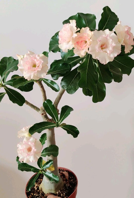 84个沙漠玫瑰品种，收起来慢慢看，待到来年春天选几种喜欢的养