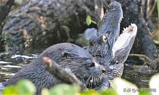 水獭与平头哥是同科吗,水獭动物界的平头哥