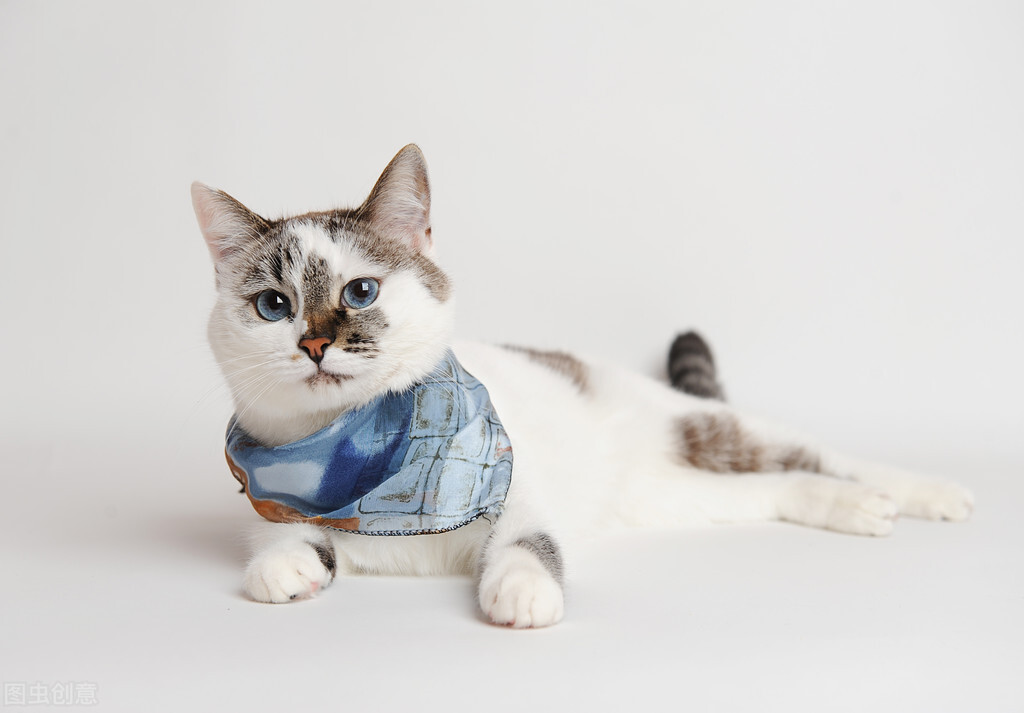 小学英语教学论文视频,绘本教学方法的创新途径探讨论文