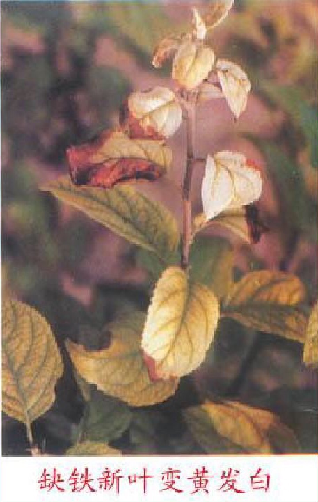 edta螯合微量元素对植物的影响,edta螯合微量元素使用禁忌