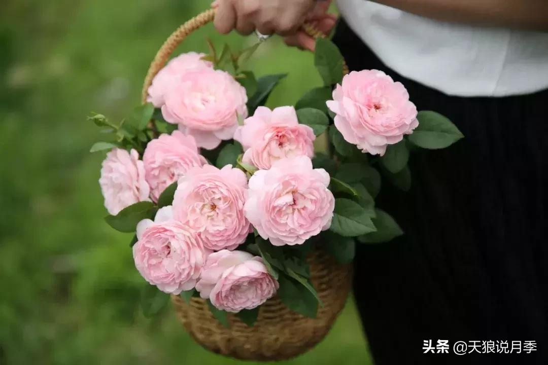 天狼月季新品月季幻紫耐热又梦幻,天狼推荐黄色月季