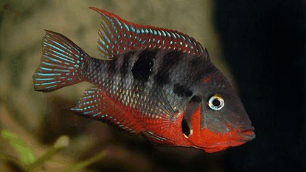 慈鲷品种,慈鲷类型