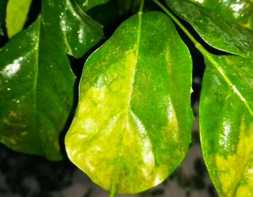 幸福树叶有黑色斑点怎么治理,幸福树叶片有斑点黄了怎么补救