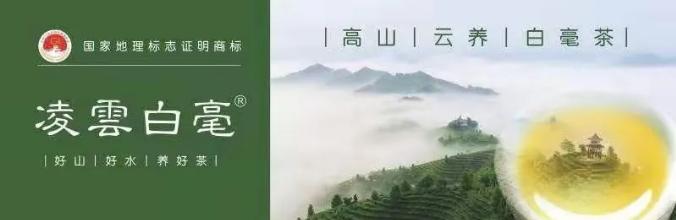 征集凌云白毫广告词,8000元=你的一句美言