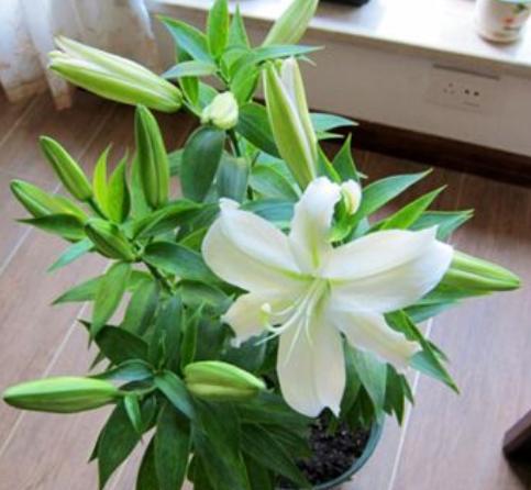 百合花栽种的注意点,百合花花期后怎么养护来年再出芽