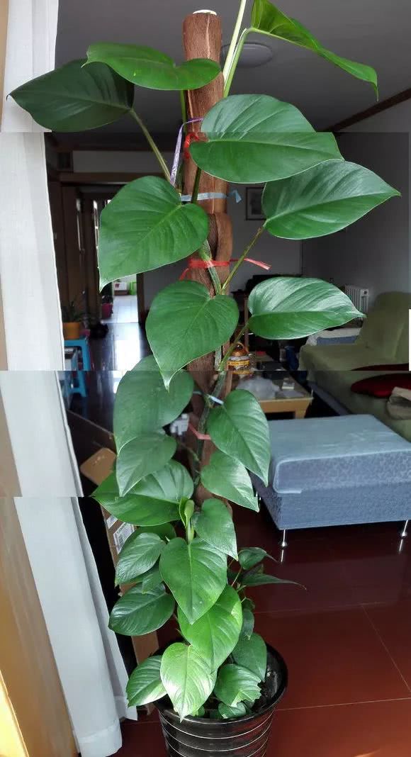 绿萝怎么养才能更旺盛生活小技巧,绿萝冬天怎么养才能更旺盛小妙招