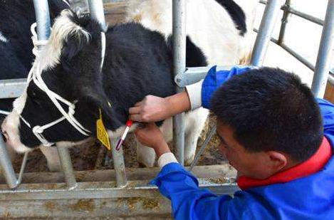 养牛户注意了,这种病感染牛同时传染人后不孕不育、教你怎么预防