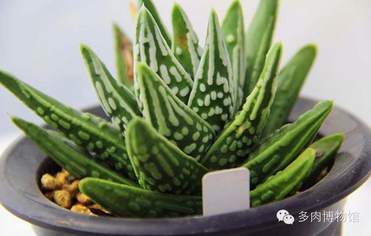 天使之泪多肉老桩,天使之泪多肉状态图