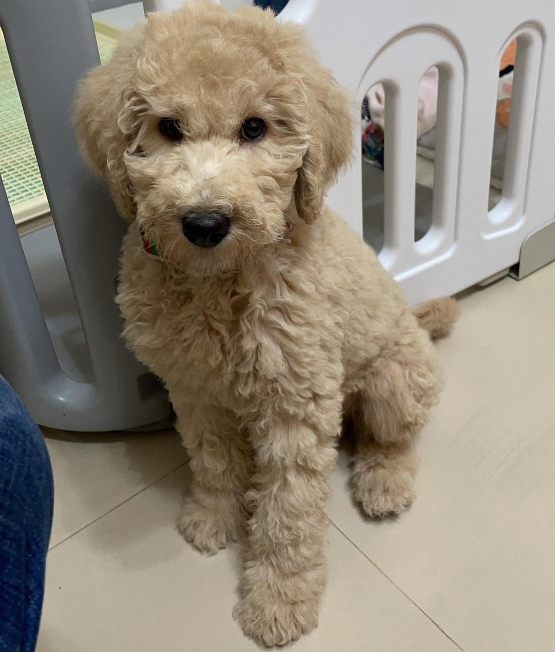 家里两只巨型贵宾犬,巨型贵宾犬发疯