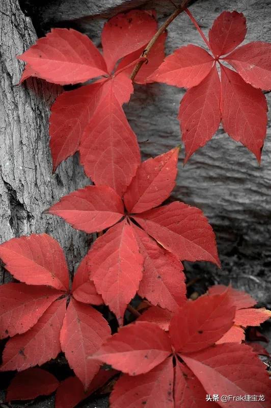 纯情的红叶……爬山虎
