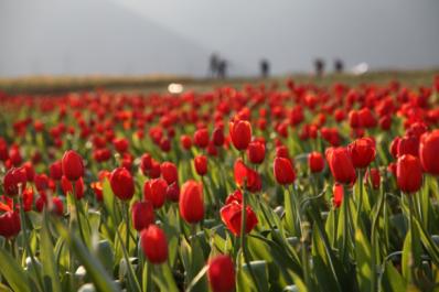安徽半汤温泉全攻略,半汤温泉一日游