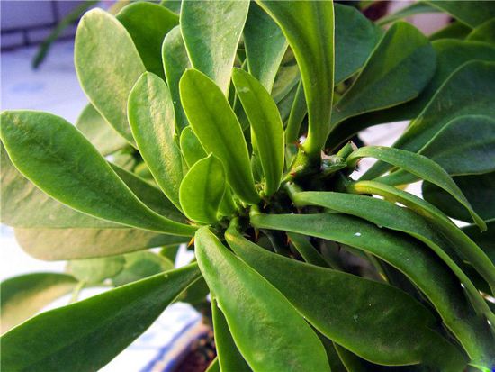 家养了一盆金钱树好看又招财,养在家里可以带来好运的花