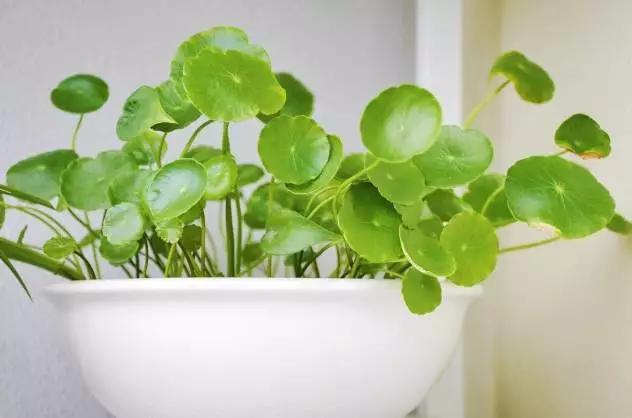 剪个花枝就能开花的植物,枝条就能存活的盆栽植物