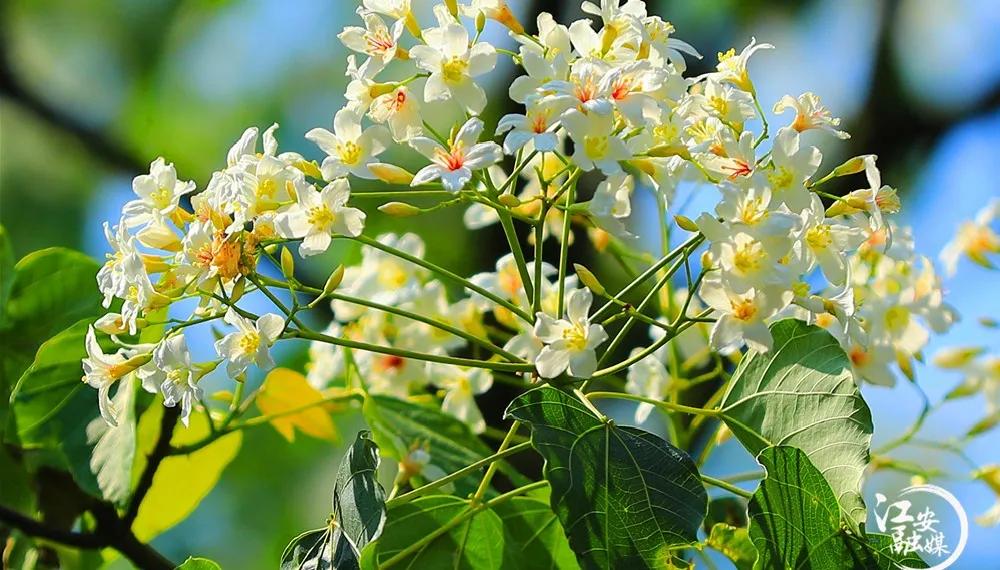 江安县怡乐镇第二届“千年桐万亩花”摄影大赛开赛了