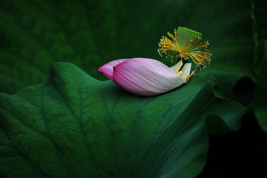 鹤城印象荷花图片,鹤城区看荷花