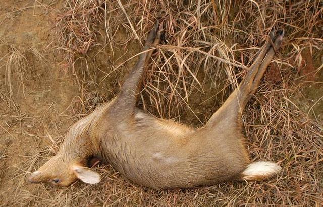 高原的原始丛林寻找野生豹猫,云南山上发现二级保护动物豹猫